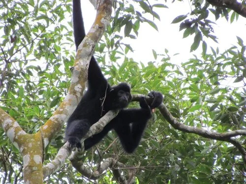 gibbon ギボード デュラマバナナ tmgghana.com